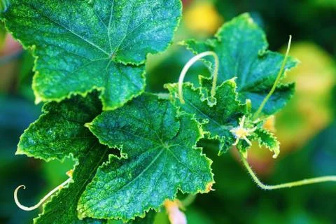 Leaves of cucumber Stock Photos