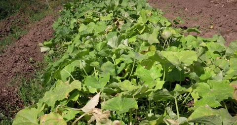 Leaves of the cucumber plants move slowly in the wind Stock-Footage 344848605