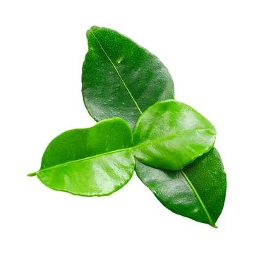 Leaves Cutout - Lemon Leaf Stock Photos