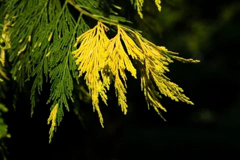 Leaves of the Cypress Tree Stock Photos