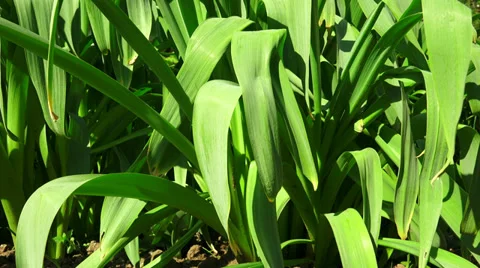 The leaves of daffodils. 4K Stock Footage 38627189