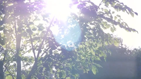 Leaves Dance on Ash Tree - Cinematic Lens Flare Stock Footage 50922826