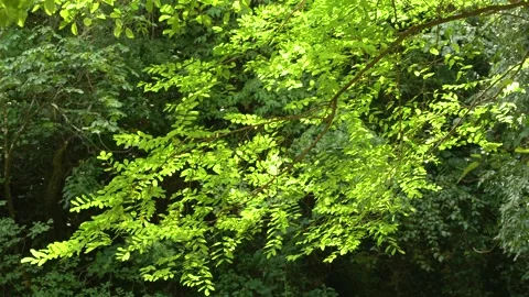 Leaves dance in the light Stock Footage 137766366