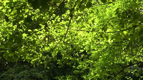 Leaves dance in the light Stock Footage 137776575