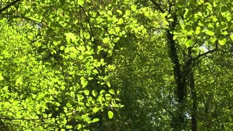 Leaves dance in the light Stock Footage 137777381