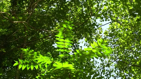 Leaves dance in the light Stock Footage 137779289
