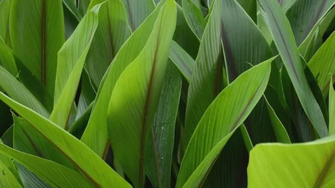 Leaves dancing Stock Footage 99117249