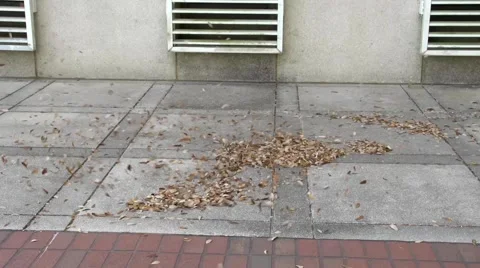 Leaves Dancing in a Whiralwind Stock Footage 41455405