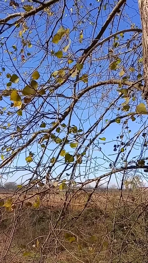 Leaves dancing in the wind Stock Footage 271741732