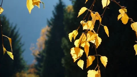 Leaves Dancing in the Wind 動画素材 285814436