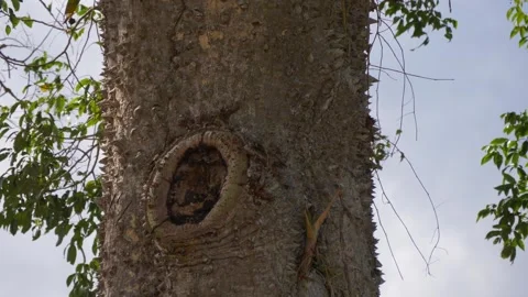 Leaves Dancing in the Wind by Old Tree Hole Stock Footage 257186726