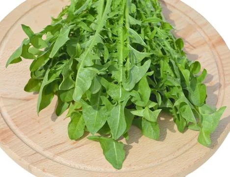 Leaves of dandelion Stock Photos