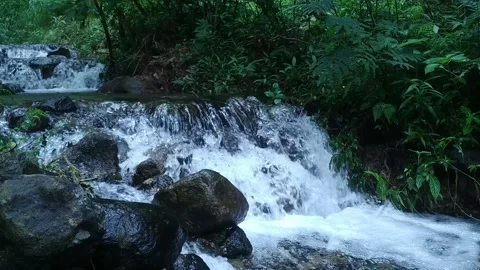 The leaves dangle on the edge of a clear river Stock-Footage 157309502