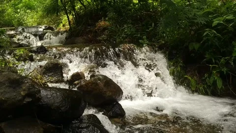 The leaves dangle on the edge of a clear river Stock Footage 228714681