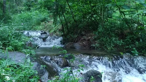 The leaves dangle on the edge of a clear river Stock-Footage 228714740
