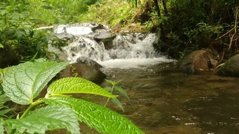 The leaves dangle on the edge of a clear river Stock Footage 228714750