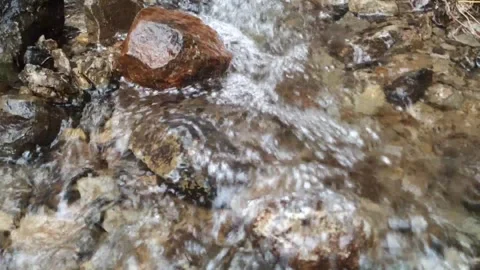 The leaves dangle on the edge of a clear river Stock-Footage 315153345