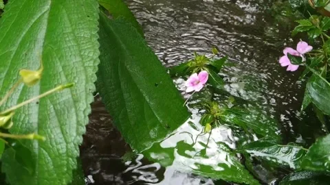 The leaves dangle on the edge of a clear river Stock-Footage 315153388