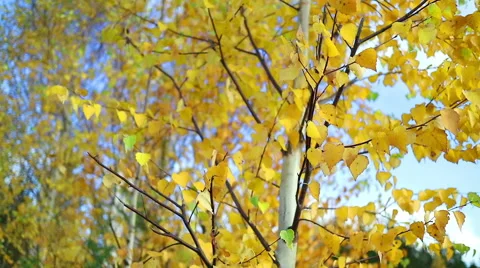 Leaves dangle in the wind. Many young birches. Stock Footage 68897857