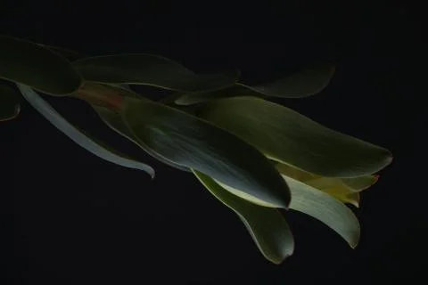 Leaves in the dark Stock Photos