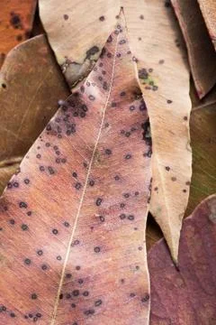 Leaves Dead Eucalyptus Stock Photos