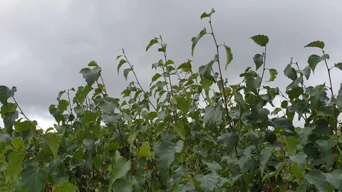 Leaves of deciduous bush flicker in the wind with dramatic sky in the background Stock Footage 115651530