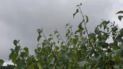 Leaves of deciduous bush flicker in the wind with dramatic sky in the background Stock Footage 115651535