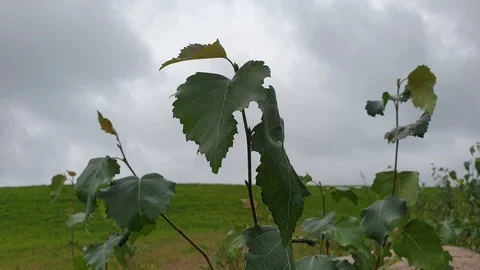 Leaves of deciduous shrub move in the wind on a twig with cloudy sky Stock Footage 115651515