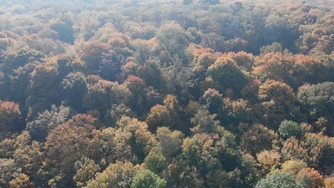 Leaves of deciduous trees changing to Autumn colors of orange and yellow Stockbeeldmateriaal 105325591