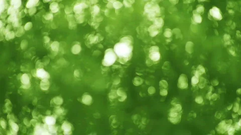 Leaves defocused Stock Footage 608424