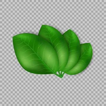 Leaves design elements. Green sprout green leaves symbol vector concept on Stock Illustration