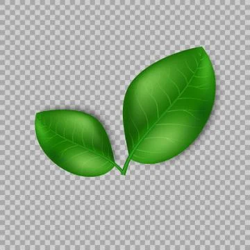Leaves design elements. Green sprout green leaves symbol vector concept on Stock Illustration