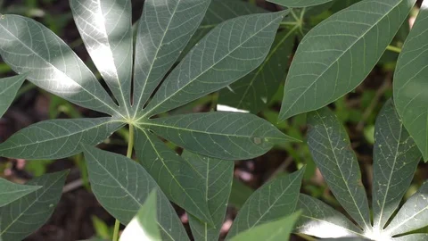 Leaves detail Stock Footage 99117250