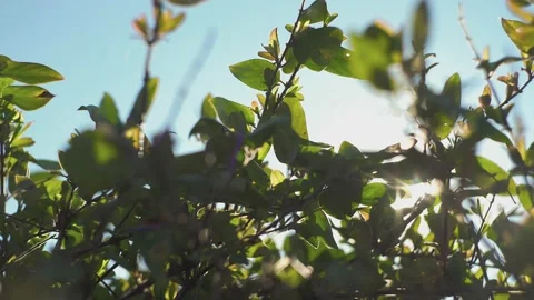 Leaves detail in spring 2 Stock Footage 150949457