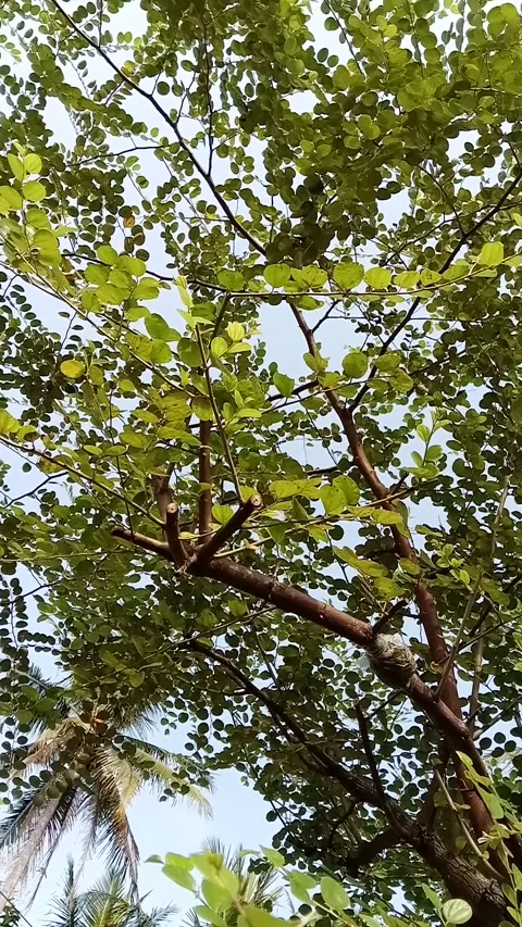 The leaves that the devil is afraid of Stock Footage 205246411