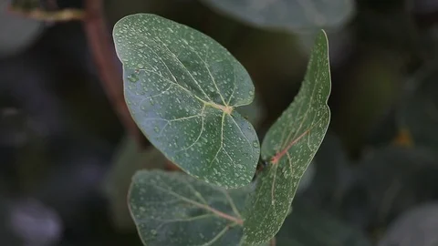 Leaves with dew after rainfall Stock Footage 126360149