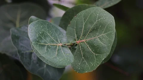 Leaves with dew after rainfall 스톡 동영상 126360158