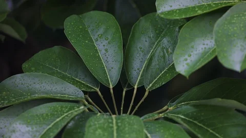 Leaves with dew after rainfall. Stock Footage 126361094