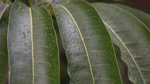 Leaves with dew after rainfall. Stock Footage 126361227