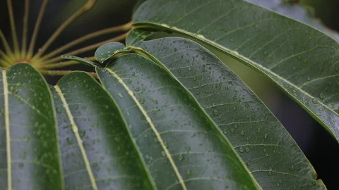 Leaves with dew after rainfall. Stock Footage 126361281