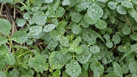 Leaves with dew drops close up Stock Photos