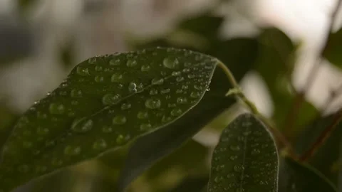Leaves with dew drops Stock Footage 236390523