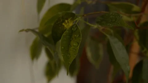 Leaves with dew drops Stock Footage 236390524