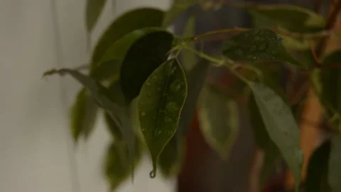 Leaves with dew drops Stock Footage 236390526