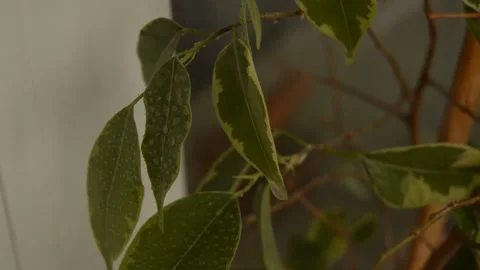 Leaves with dew drops Stock Footage 236390527