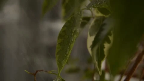 Leaves with dew drops Stock Footage 236390534