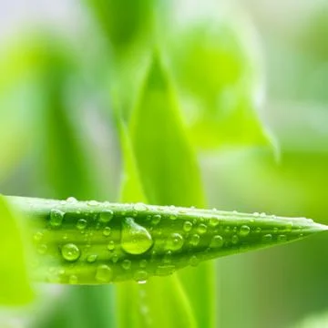 Leaves with dew drops Stock Photos