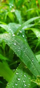 Leaves with dew Stock Photos