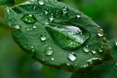 Leaves with dewdrops Stock Photos