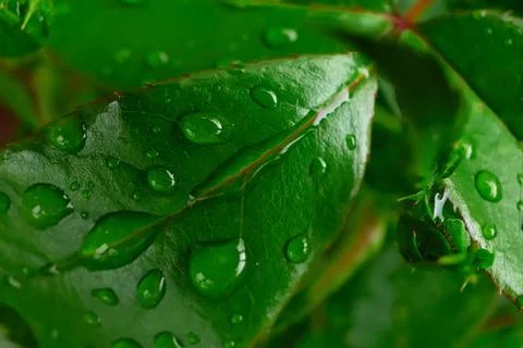 Leaves with dewdrops Stock Photos